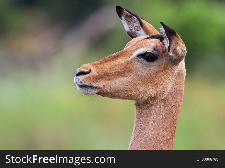 Alert Impala in Kruger NP