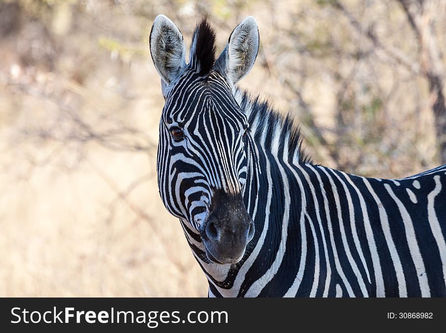 Burchell's Zebra in Marakele NP, South Africa. Burchell's Zebra in Marakele NP, South Africa