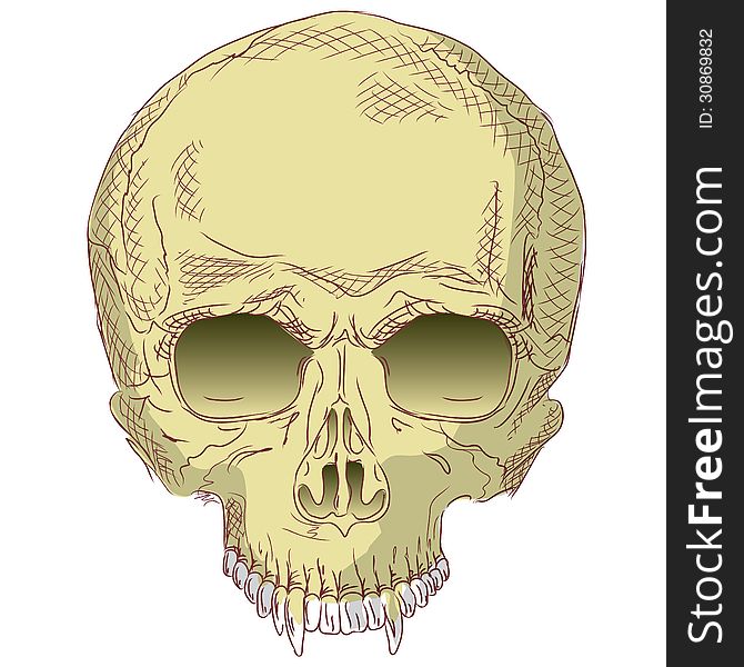 The human skull. Vector illustration.