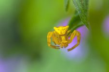 Yellow Spider On Grass Royalty Free Stock Photography Yellow Spider On Grass Royalty Free Stock Photography