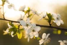 Spring Blooming Stock Photography