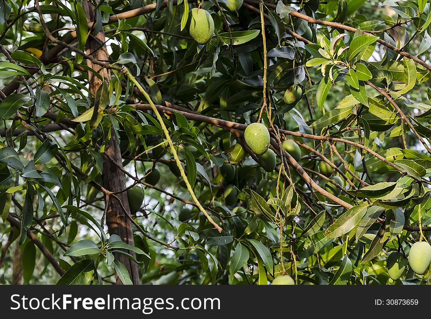 A Mango tree with fresh raw mangoes in India