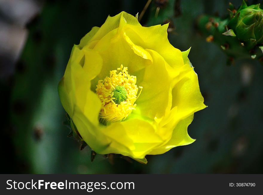 Close Up Of A Yellow Cactus Flower