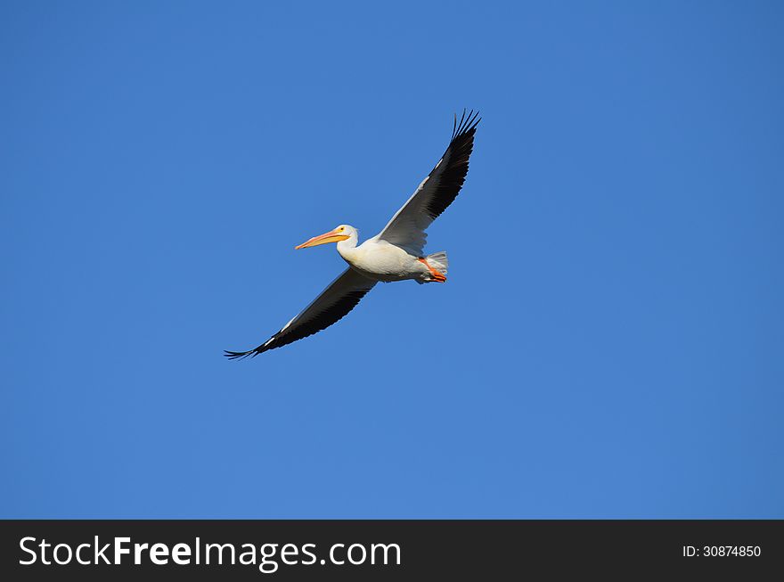 American White Pelican &x28;Pelecanus Erythrorhynchos&x29;
