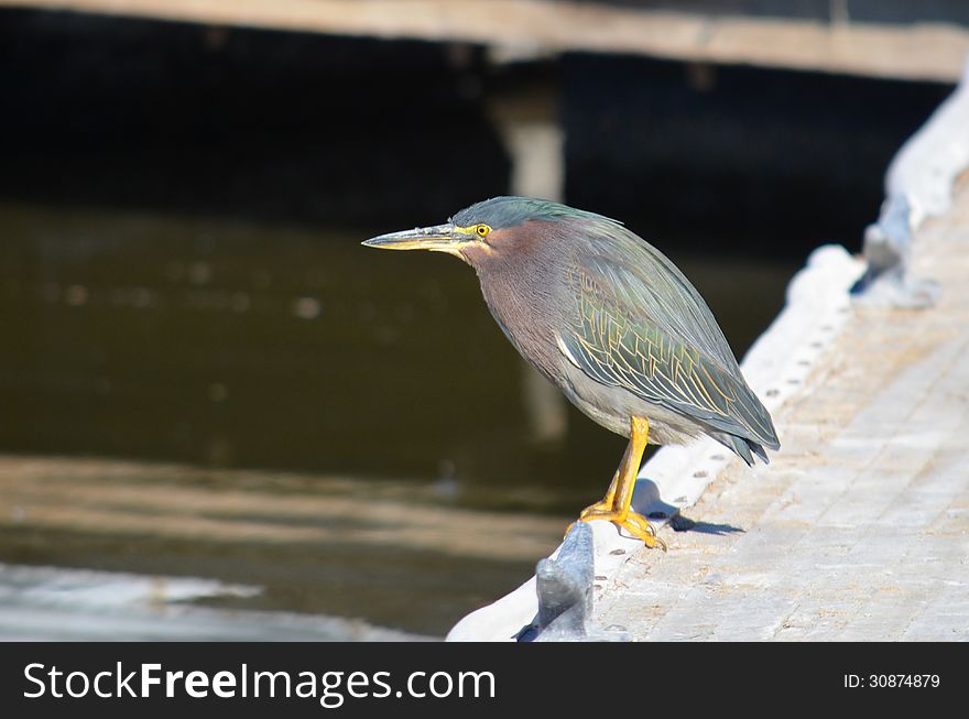 Green Heron at the Saton Sea State Recreation Area in the California Desert. Green Heron at the Saton Sea State Recreation Area in the California Desert.