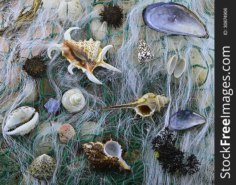 Composition of stones and shells on the fishing net