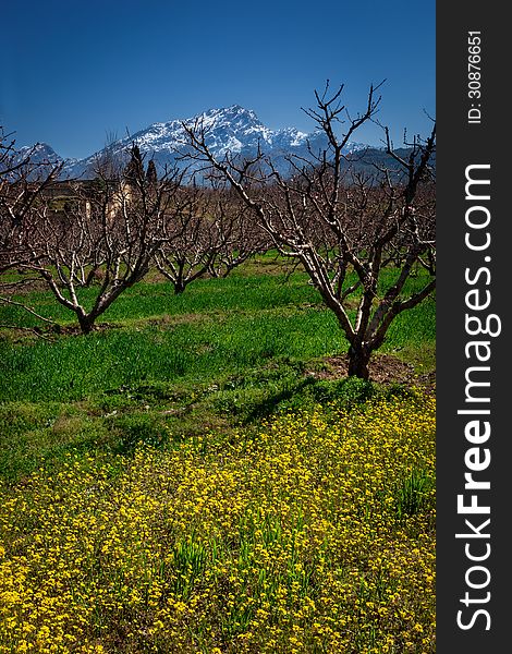 View of peach orchard and mustard flowers with a snow capped mountains in the background. View of peach orchard and mustard flowers with a snow capped mountains in the background.