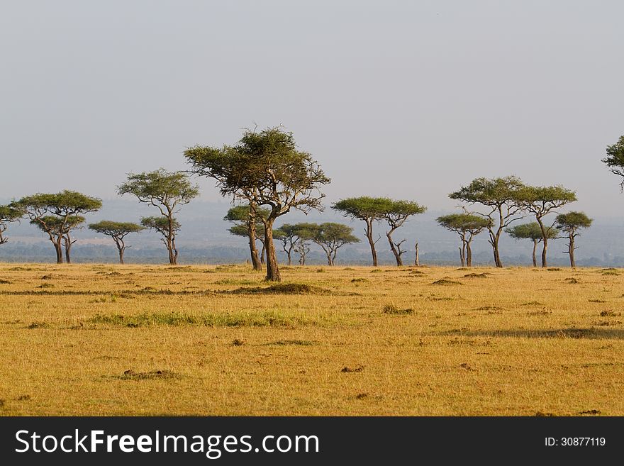 trees Landscape in Kenya
