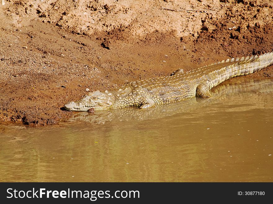 Crocodile sunning himself near water