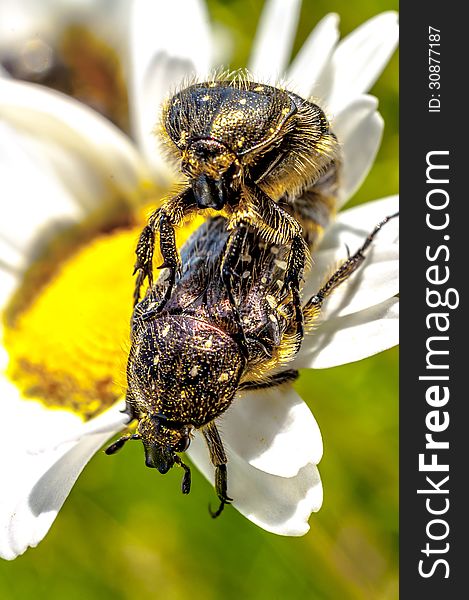 Hairy flying insects copulating on a flower