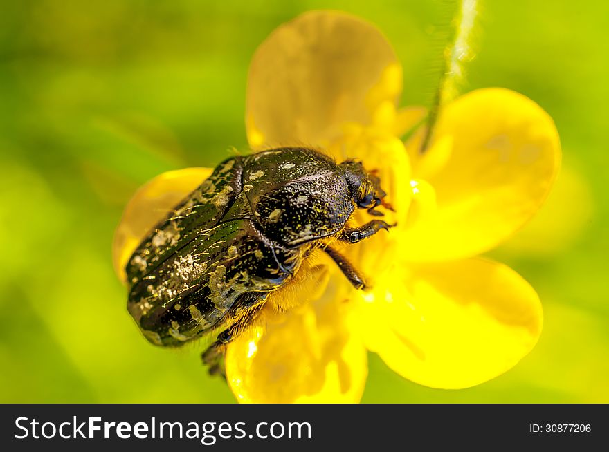 Hairy insect feeding with pollen