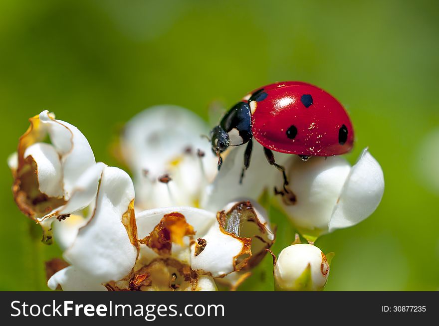 Ladybug on white flowers