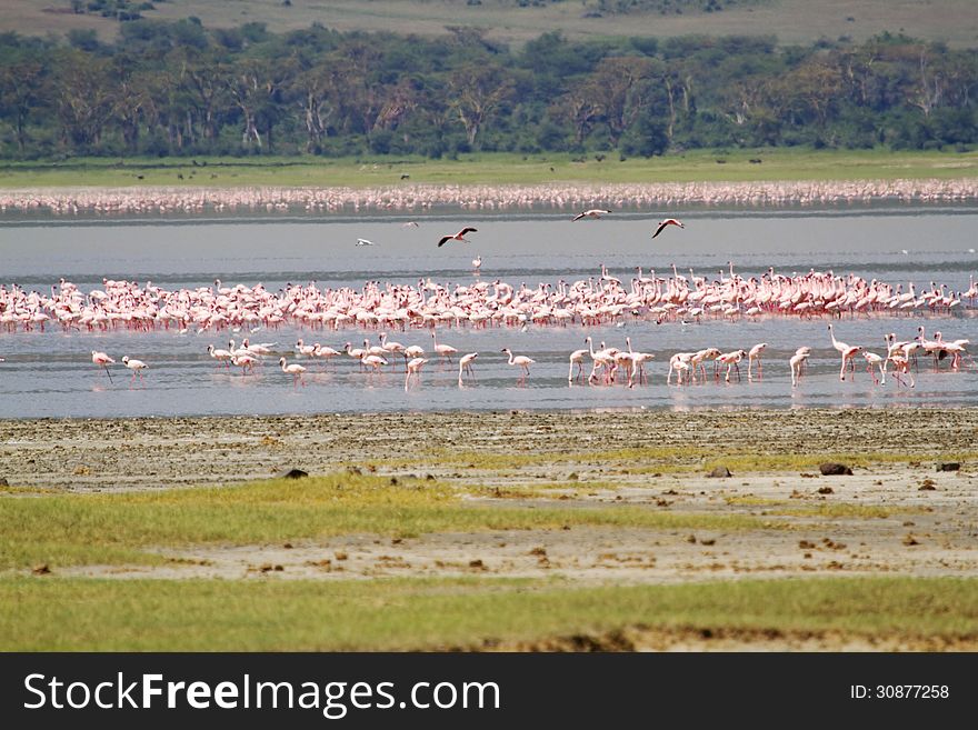 Large flock of flamingos on lake in Africa