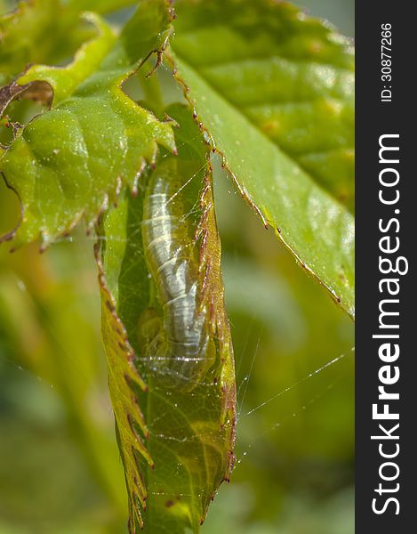 Larva inside a green leaf. Larva inside a green leaf