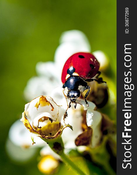 Ladybug on white flowers