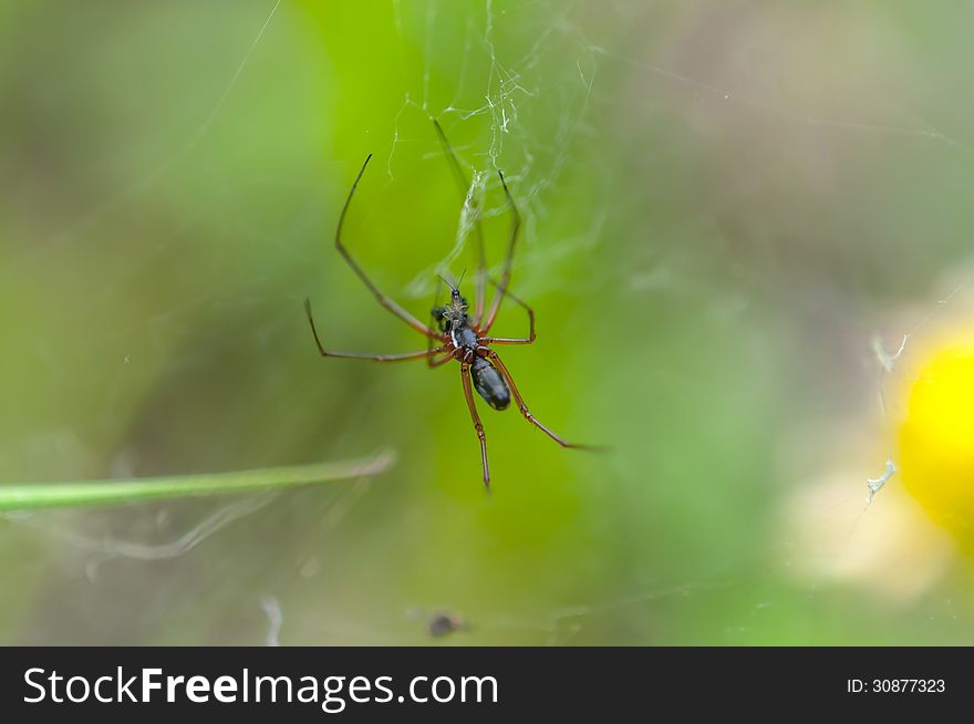 Spider eating a smaller insect