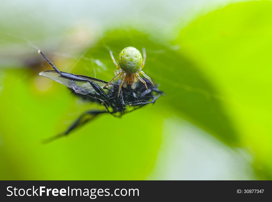 Spider eating a bigger insect