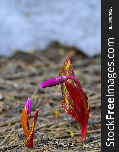 First wooden Erythronium Sibiricum flowers. These elegant graceful flowers are rare and endangered. First wooden Erythronium Sibiricum flowers. These elegant graceful flowers are rare and endangered.