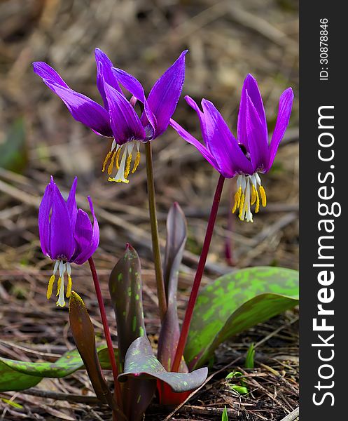 First wooden Erythronium Sibiricum flowers. These elegant graceful flowers are rare and endangered. First wooden Erythronium Sibiricum flowers. These elegant graceful flowers are rare and endangered.