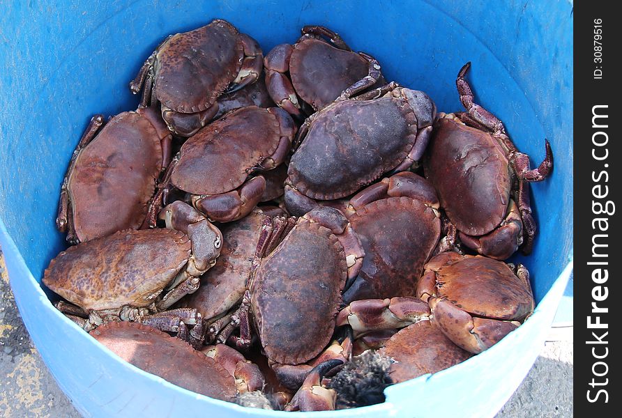 A Plastic Bucket Holding Freshly Caught Sea Crabs.