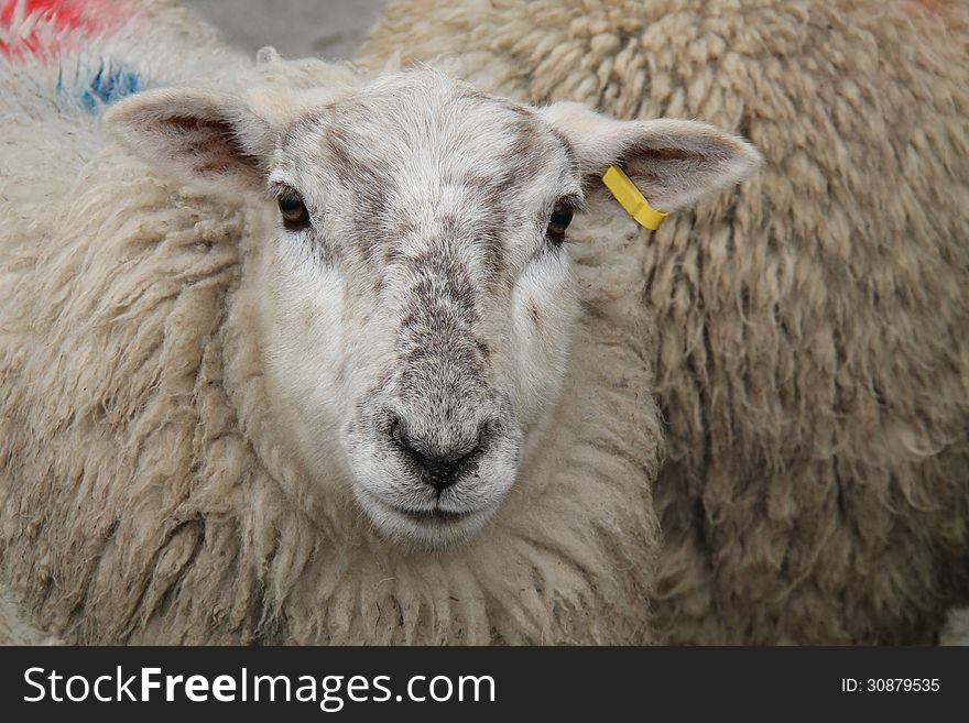 The Serious Looking Face of a Farm Sheep.