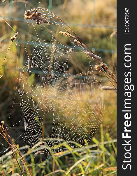 A Large Spiders Web Between Grass Stalks. A Large Spiders Web Between Grass Stalks.