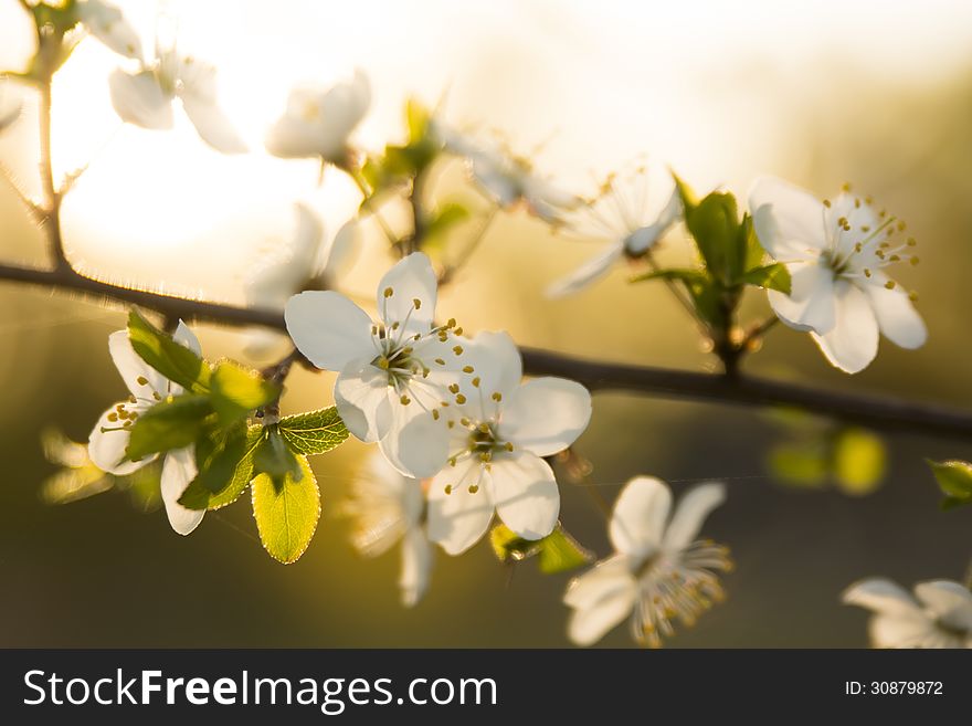 Macro shot of blooming fruit-tree twig in the early sunny morning. Over abstract blurred background. Macro shot of blooming fruit-tree twig in the early sunny morning. Over abstract blurred background.