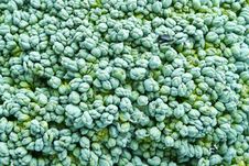 Macro Of Green Broccoli Stock Image Macro Of Green Broccoli Stock Image