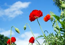 Colorful Of Poppy Flowers3 Stock Photography Colorful Of Poppy Flowers3 Stock Photography