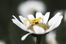 Yellow Spider On Flower Stock Photos Yellow Spider On Flower Stock Photos