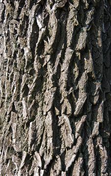 Fine Texture Of Tree Bark Royalty Free Stock Image