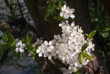 Blooming Apple Tree Branch Royalty Free Stock Photography Blooming Apple Tree Branch Royalty Free Stock Photography