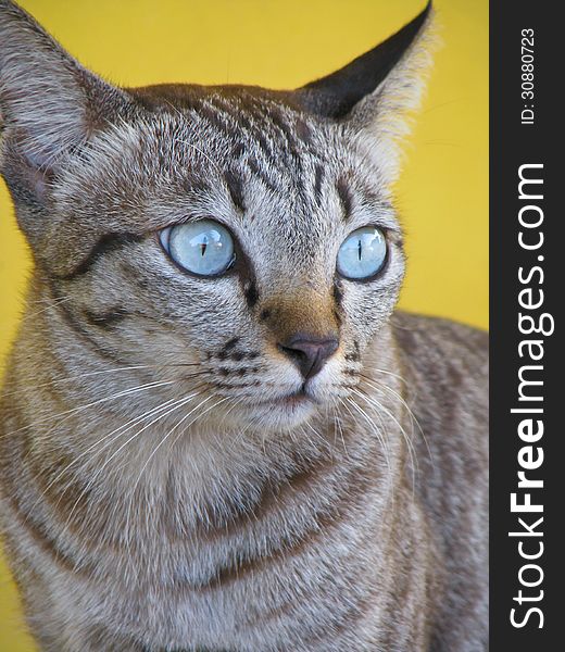 Thai cat with blue eye