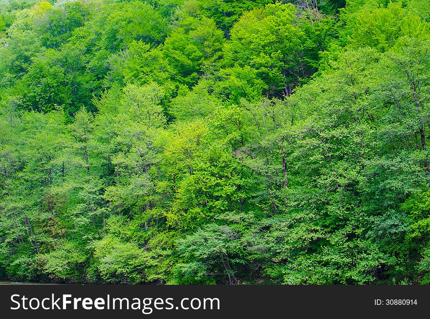 A lot of green trees in a forest