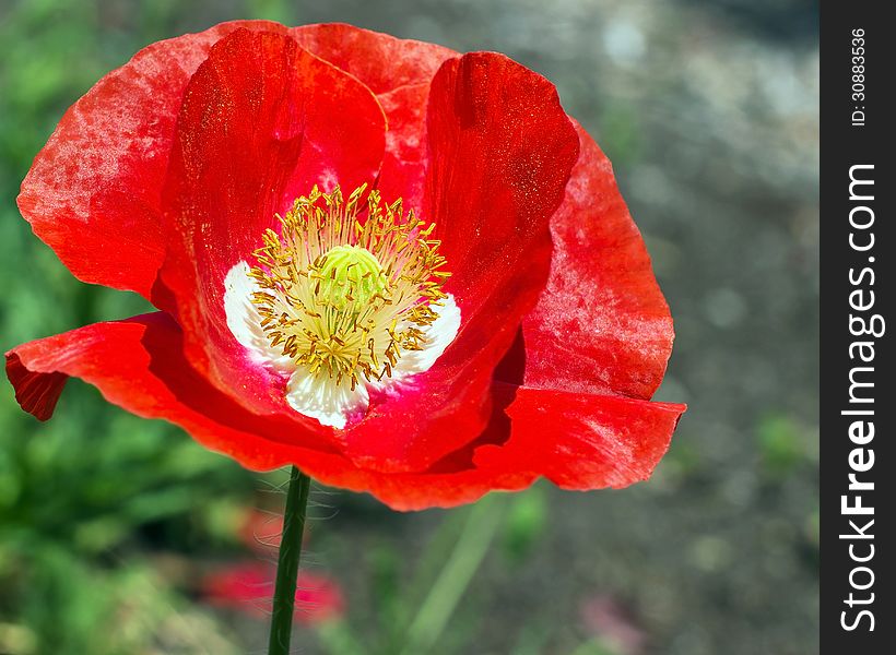 A bouquet of red poppy flower in spring day. A bouquet of red poppy flower in spring day