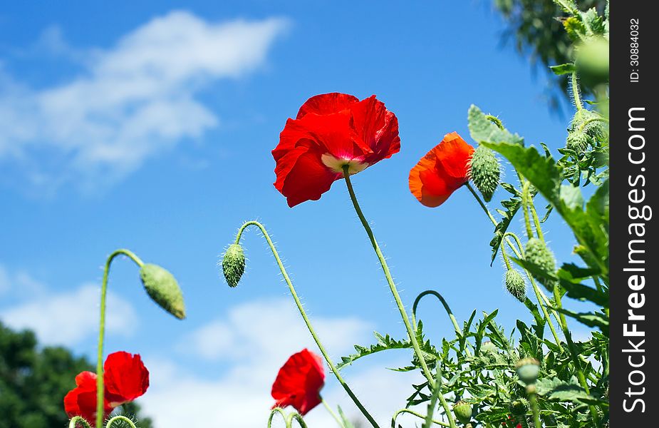 Colorful of Poppy flowers against the blue sky in springtime. Colorful of Poppy flowers against the blue sky in springtime