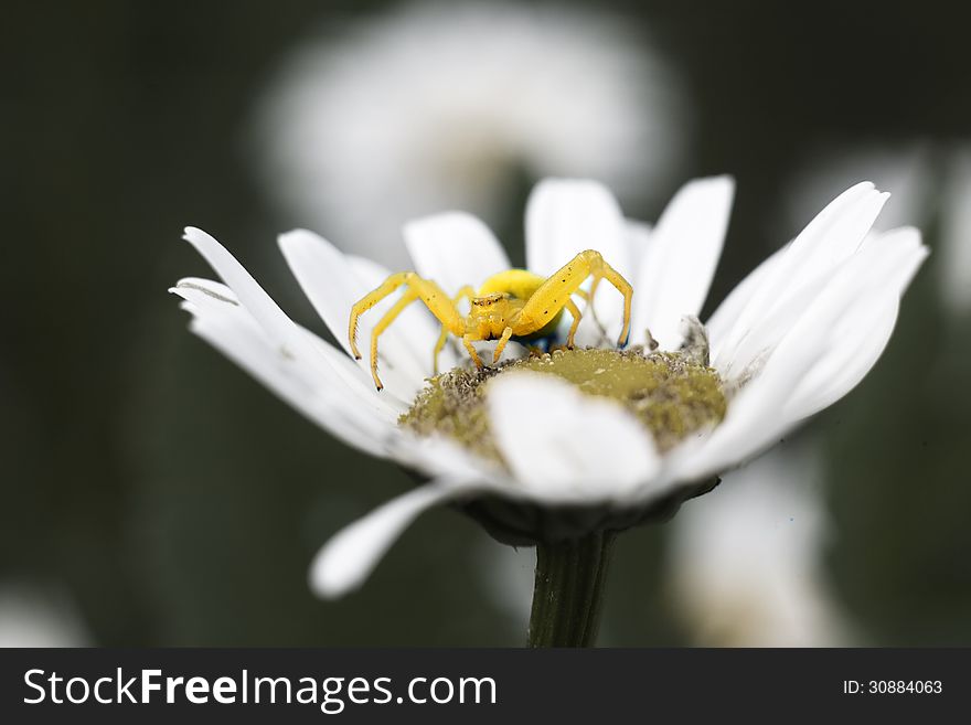 Yellow spider on flower waits patiently