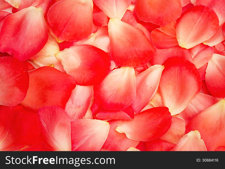 Beautiful red rose petals as texture and background. Beautiful red rose petals as texture and background