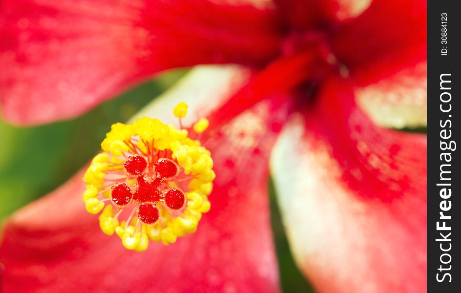 Macro view of red Hibiscus flower