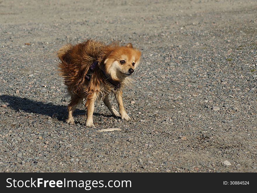 Wet dog shaking and drying up