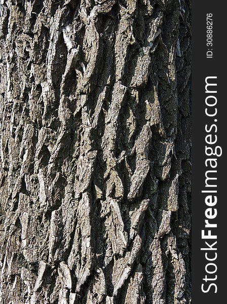 Fine Texture Of Tree Bark