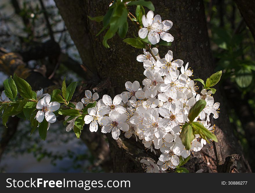 Blooming apple tree branch