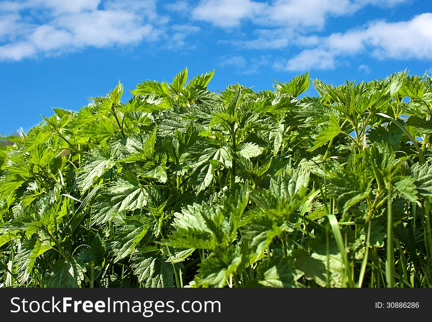 Green grass on a background of blue sky