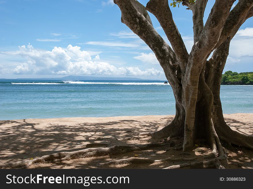 Tree At Beach