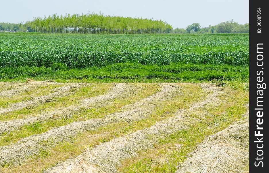 Agricultural fields in the sunlight