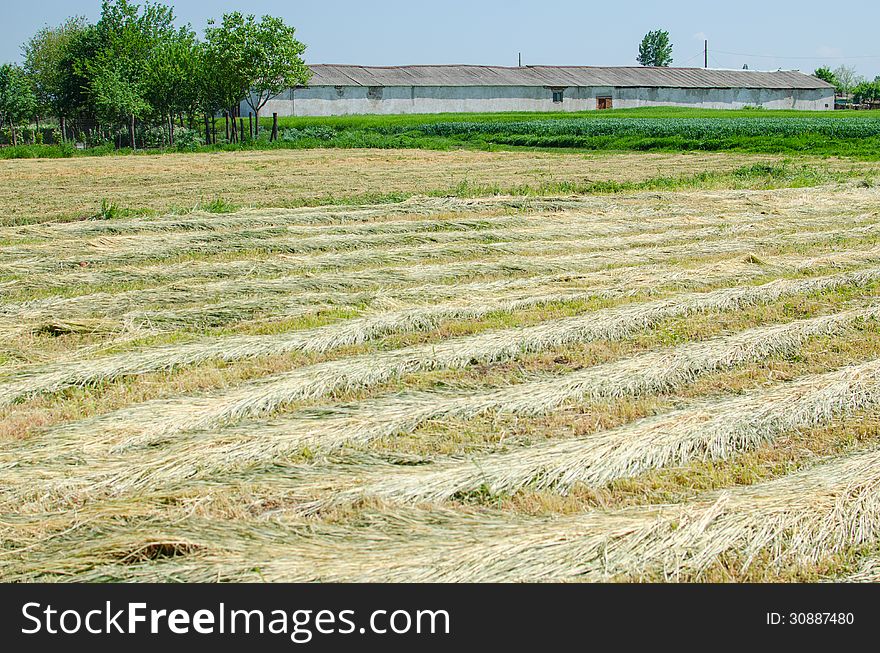 Agricultural field with old farm house