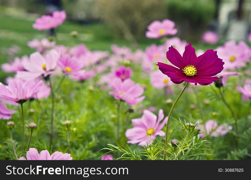 It picture a close up flower of COSMOS FLOWER.
