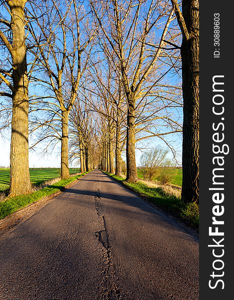 Road between trees. Poland. Europe. Road between trees. Poland. Europe.