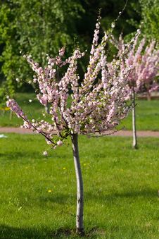 Sakura Tree Royalty Free Stock Photo Sakura Tree Royalty Free Stock Photo