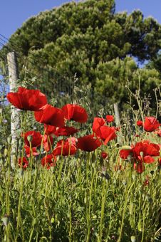Poppies And Fence - Spring - Life After Tragedy Stock Images Poppies And Fence - Spring - Life After Tragedy Stock Images